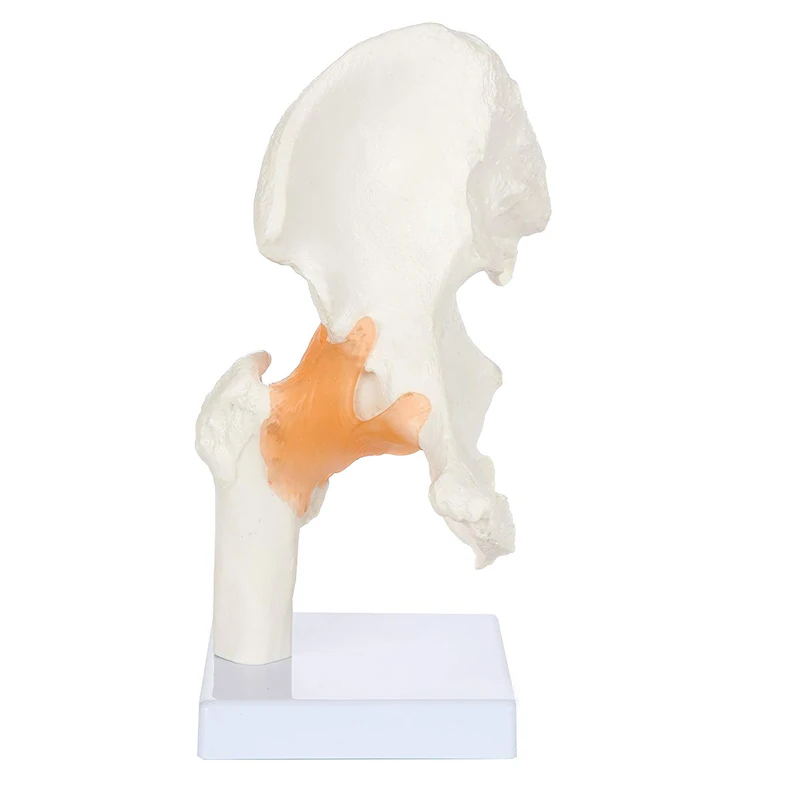 Human Hip Joint Anatomy Model with Flexible Ligaments Medical Science Teaching Resources