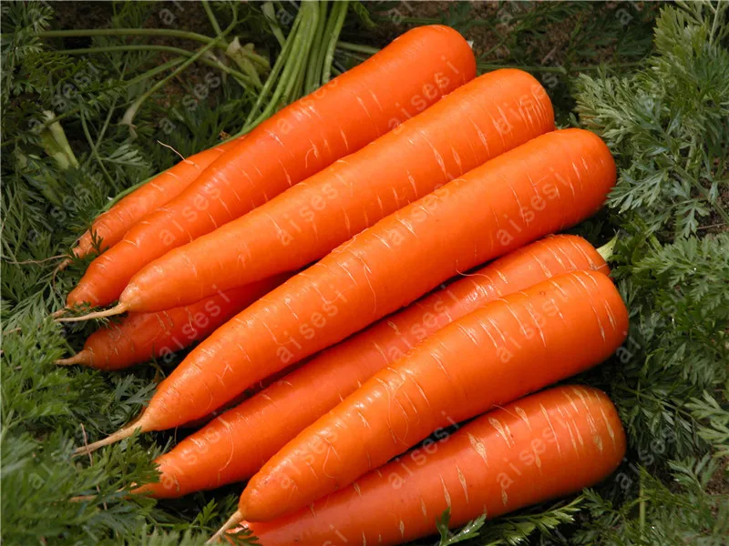 100 Pcs Carrot