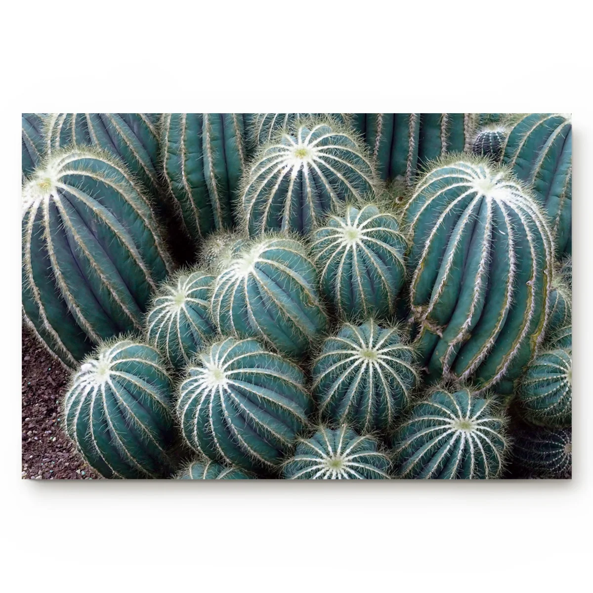 Тропическое растение кактус кухня пол Ванна входной ковер влагопоглощающий