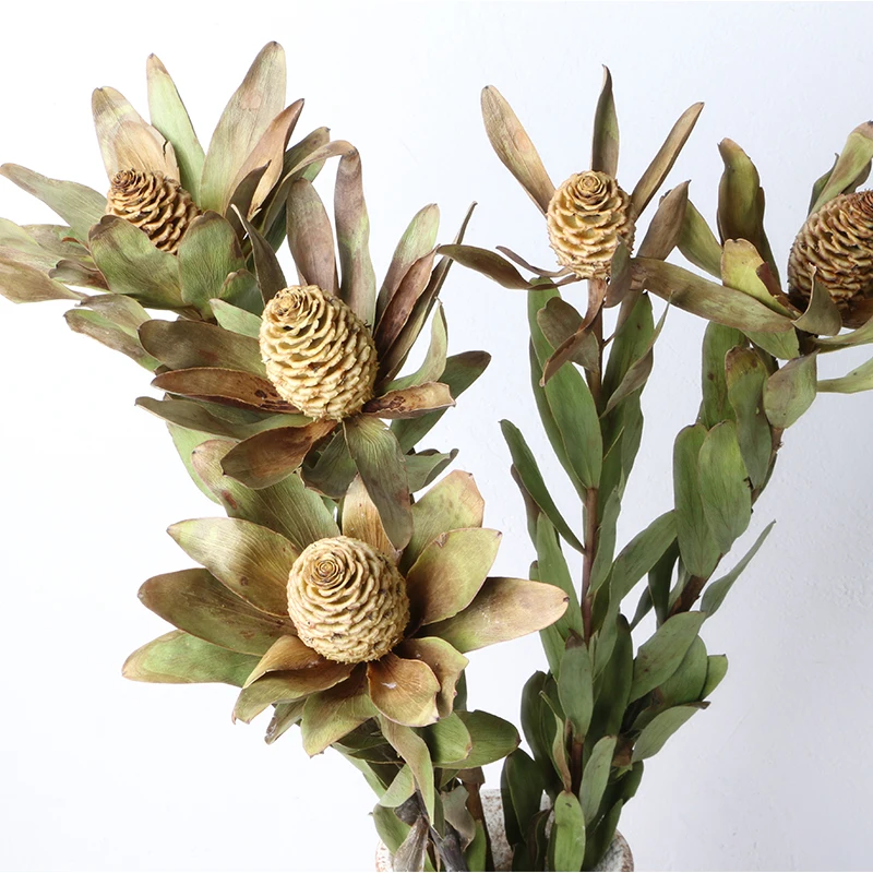 MiHuaGe искусственные вечные цветы Leucadendron вечерние праздничные декоративные принадлежности сушеные цветы домашний декор для спальни цветок