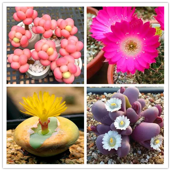 

100 Pcs Mix Rare Living Stones Mix Lithops bonsai Blooming Flower Succulent Cactus Organic Garden Bulk bonsai For Home Garden