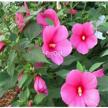 

Prodgf 3000Pcs A Set Hibiscus grandiflorus