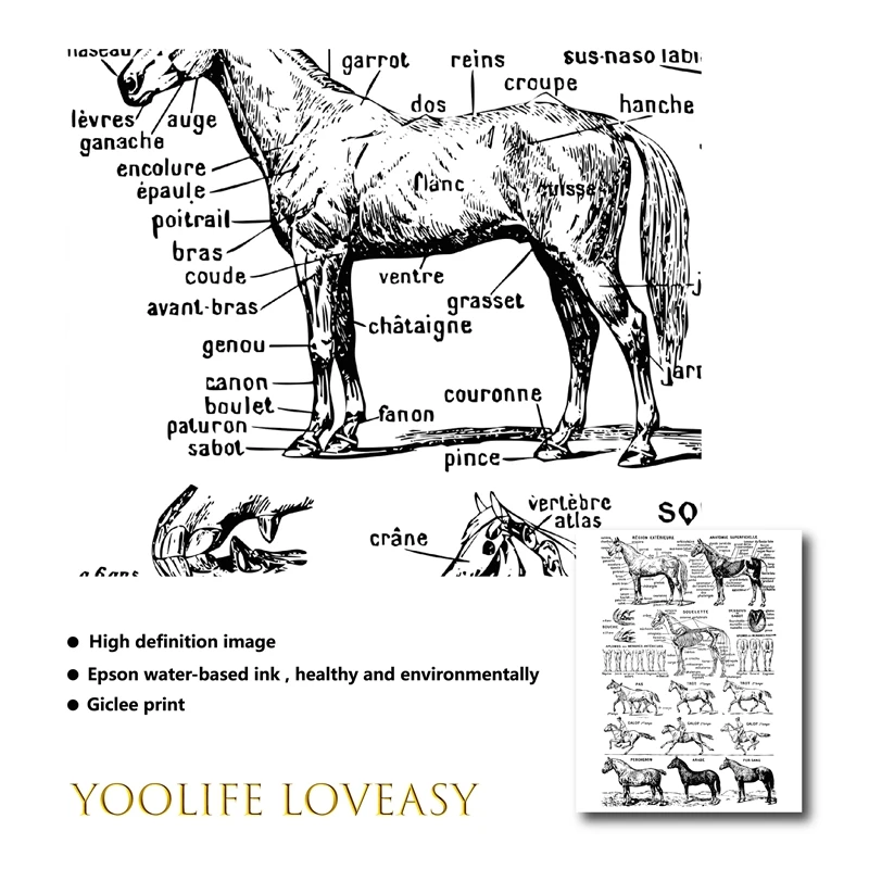 Лошадь печати черный и белый ветеринарный медицинский плакат лошадь Анатомия иллюстрация стены художественное полотно живопись Настенный декор