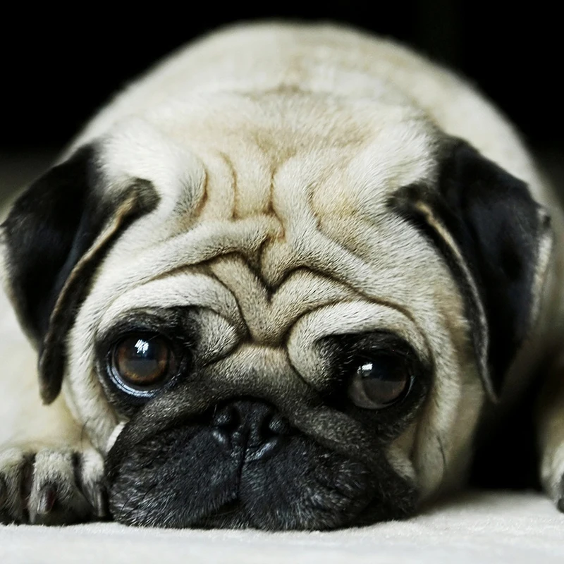 Полноразмерная круглая Алмазная 5D картина сделай сам милый мопс алмазная