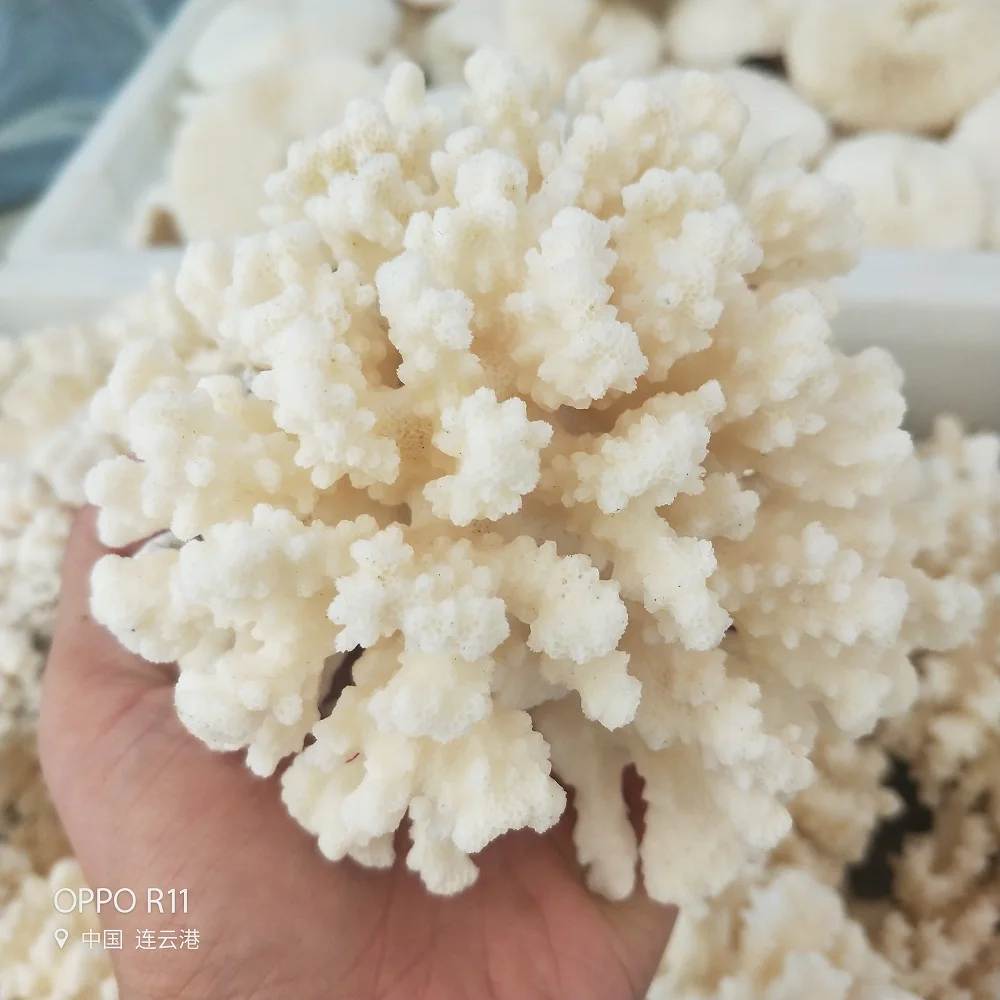 HTB1VCQOaMFY.1VjSZFnq6AFHXXau