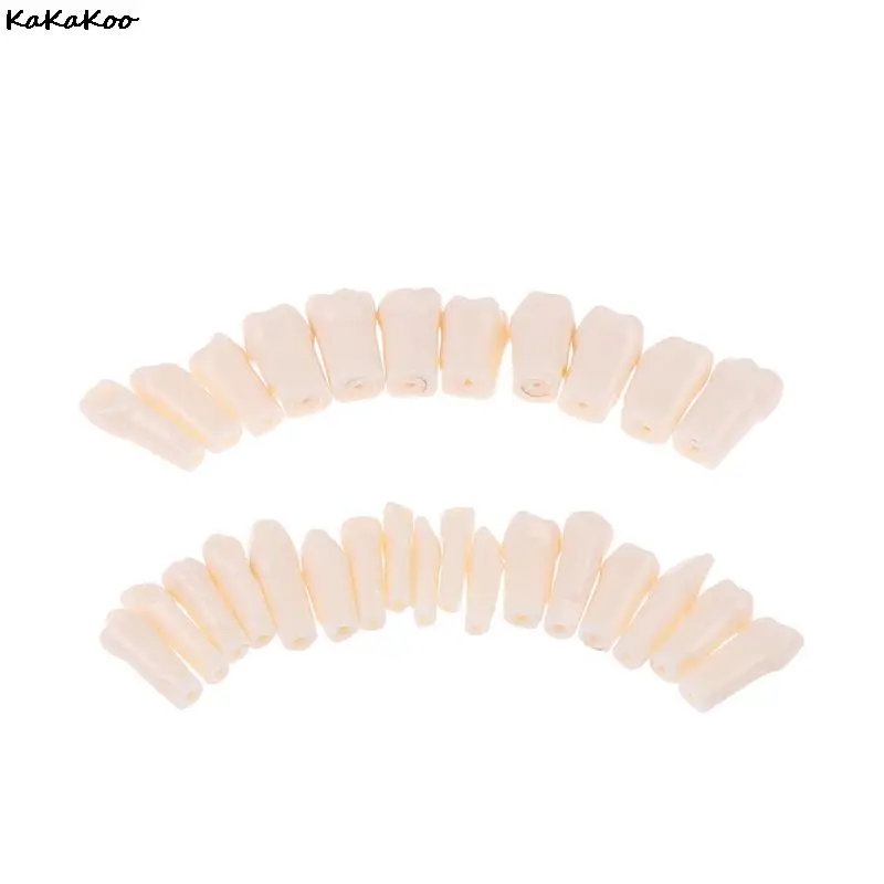 28/32Pcs Removable Tooth For Practice Model Dental Granule And Screw Teaching Simulation Model Teeth Model