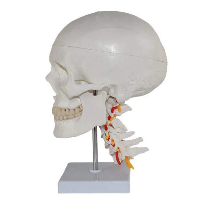 Human Skull with Cervical Spine Medical Science Teaching Resources