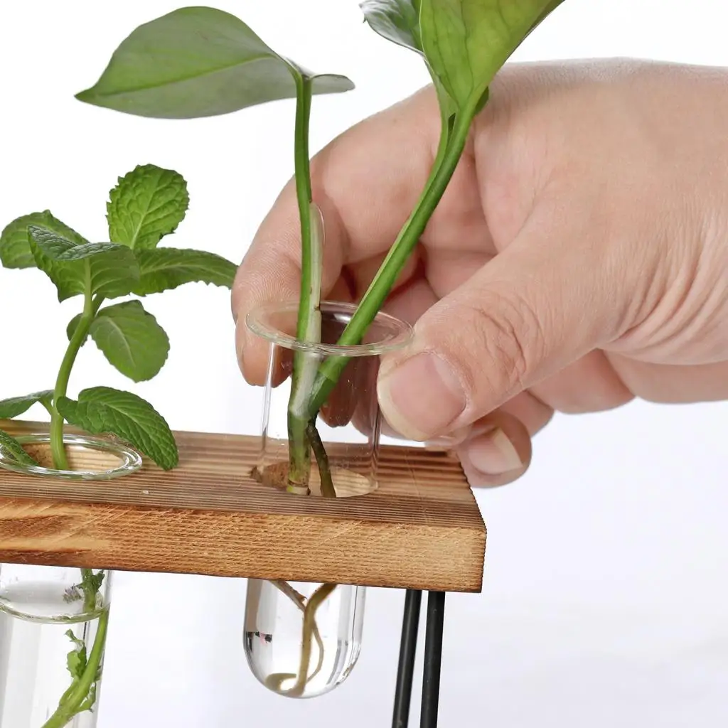 Clear Glass Vase Hanging Plant Terrarium with Retro Solid Wooden Stand for Hydroponics Plants Home Decor