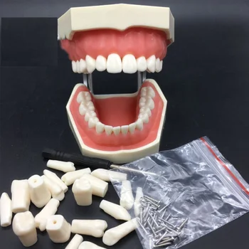 

Dental lab Detachable Teeth Model with Screwdriver Soft Gum Standard Tooth Model with 28 Removable Teeth Oral Dentist Tools