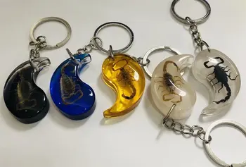 

10 pcs Gothic Scorpion Insect Mixed KeyChain Taxidermy Display
