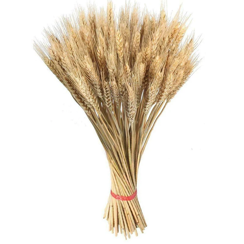 100pcs Natural Dried Wheat Grain Bouquet Flowers for Wedding Party Home Decor Shooting Props DIY Craft Scrapbook Wheat Bouquet