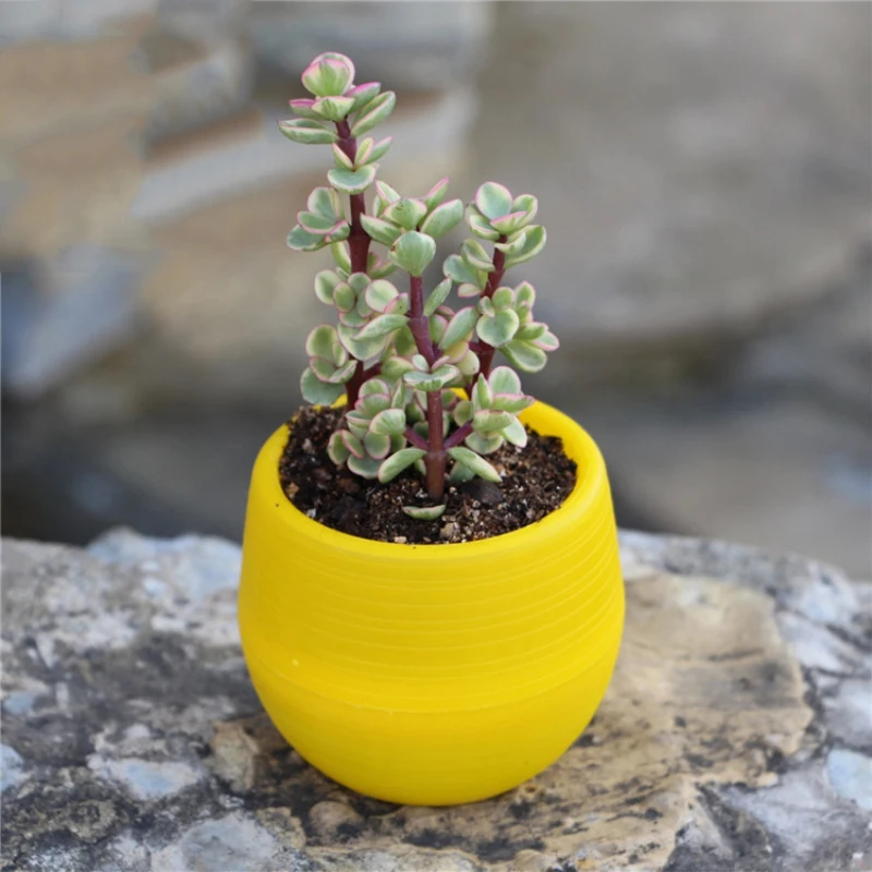lovely Colorful flower pots planters for succulents indoor herb mini potted plants for office decoration garden Plant accessories