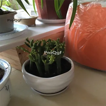 

Ngryise 5Pcs A Set Euphorbia tirucalli Linn