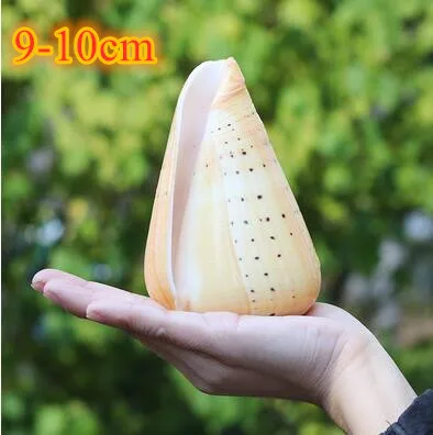 M Large natural sea shells beach shell specimen for fish tank fishing net schelp nautical home decor Wedding Party Decor Crafts - Цвет: M
