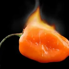 Растительный бонсай Habanero апельсиновый перец чили растение-100 шт Сад-очень горячий