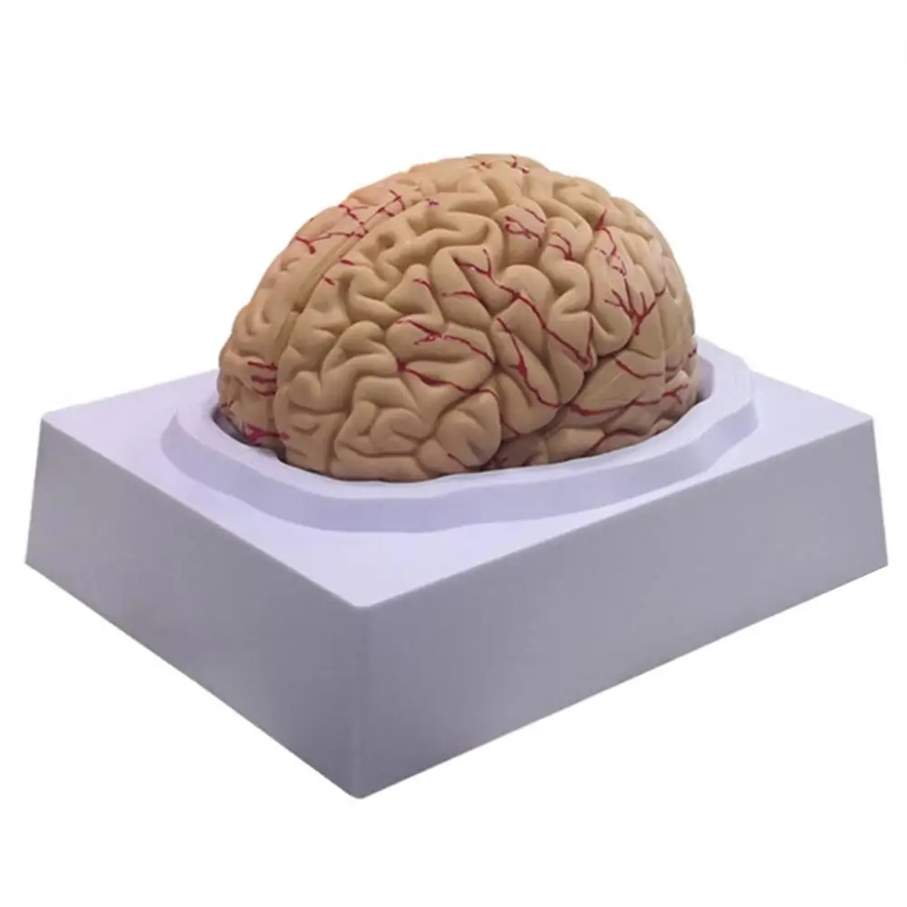 Human Brain Model Simulation 8-Part PVC Life-size Anatomy Teaching Tool Kid Early Education Cognition 3D Model for Classroom 3