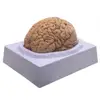 Human Brain Model Simulation 8-Part PVC Life-size Anatomy Teaching Tool Kid Early Education Cognition 3D Model for Classroom 3