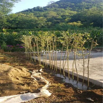 

Ngryise 1000Pcs A Set Phyllostachys aureosulcata gold bamboo