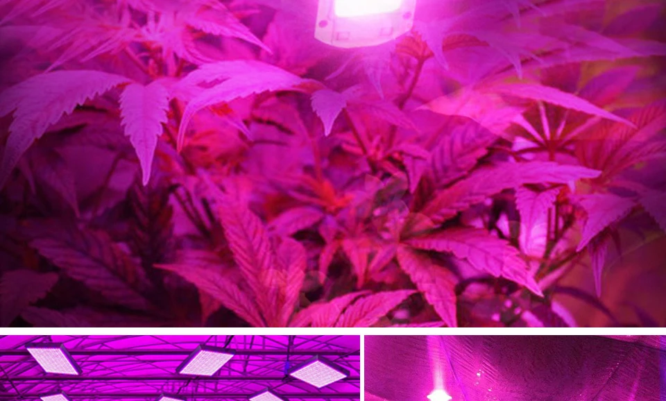 COB рост светодиодный чип полный спектр светодиодный светильник для выращивания света 50 Вт 70 Вт 100 Вт сварочный Бесплатный Фито лампа для растений комнатный гроутент Fitolampy