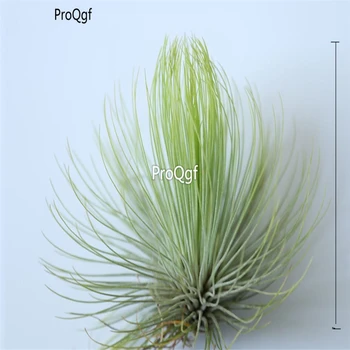 

Ngryise 1Pcs A Set Tillandsia baoshi air fern plant