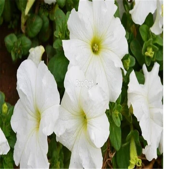 

Ngryise 8000pcs pure white Petunia