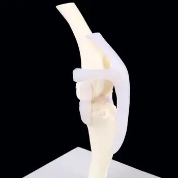 

Dog Canine Knee Joint Model Veterinary Teaching Research Skeleton Animal Display