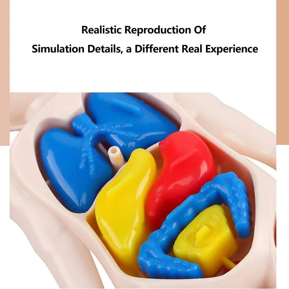 Anatomy Doll Educational Toy