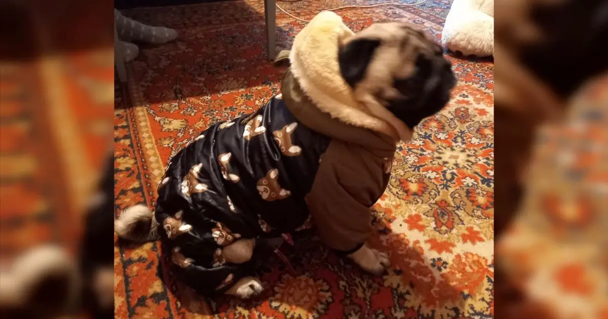 Порно туралы бейне бағдарламалық қамтамасыз ету