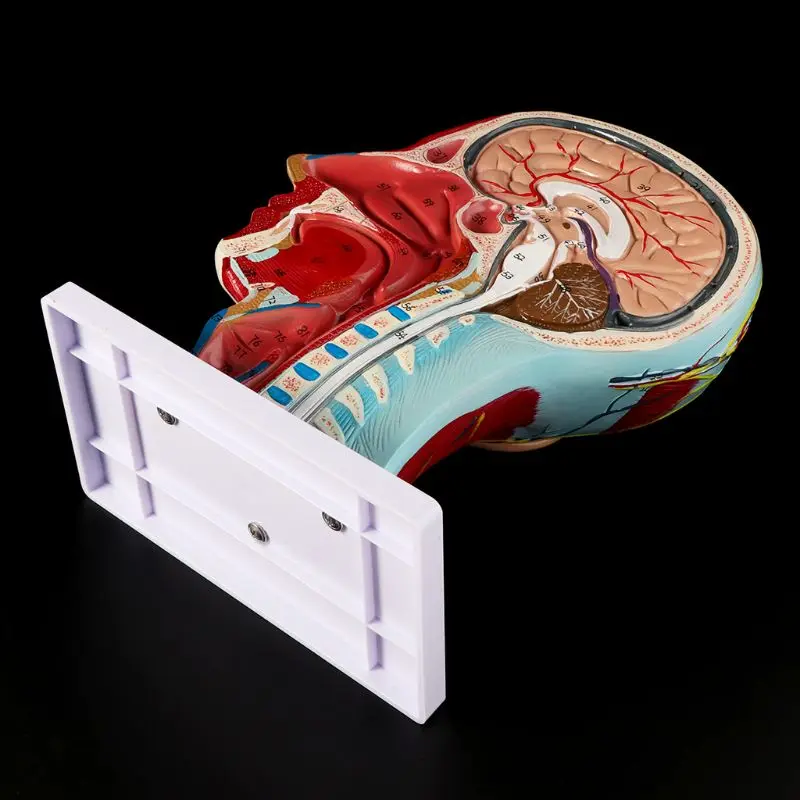 Человеческий нерв анатомический полуголова лицо анатомический медицинский головной убор средняя секция исследования модель нерва