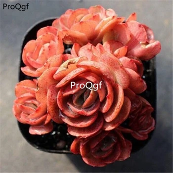 

Ngryise 2pcs a set Echeveria Suyon