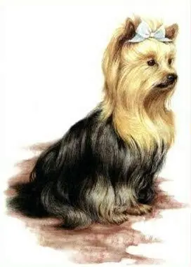 

Pet Yorkshire Terrier Dog Great Tin Sign Aluminum Metal Sign Tin Sign/Aluminum Metal Sign 8x12inch