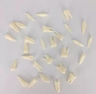 

1:1 Tooth root extracted tooth Resin teeth model 28pcs free shipping