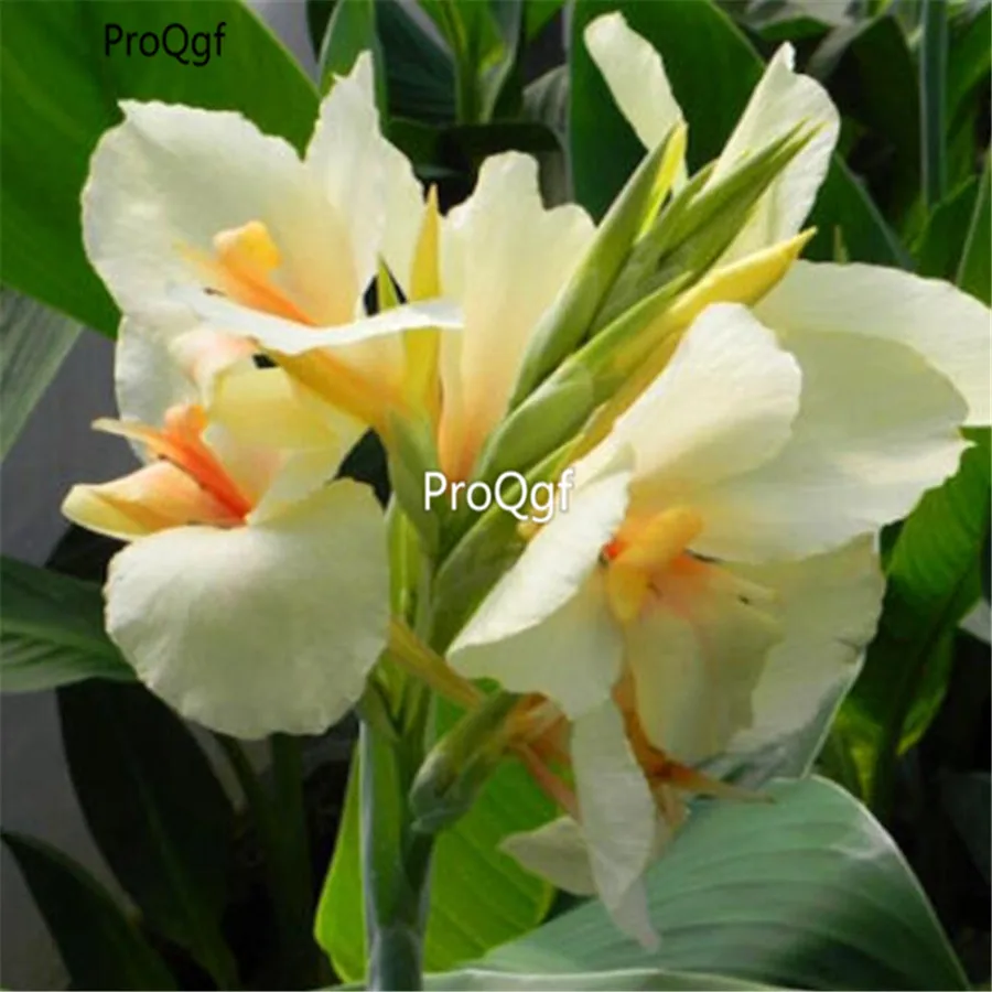 ProQgf 10 шт набор Canna Indica Цветочная лампа - Цвет: 9