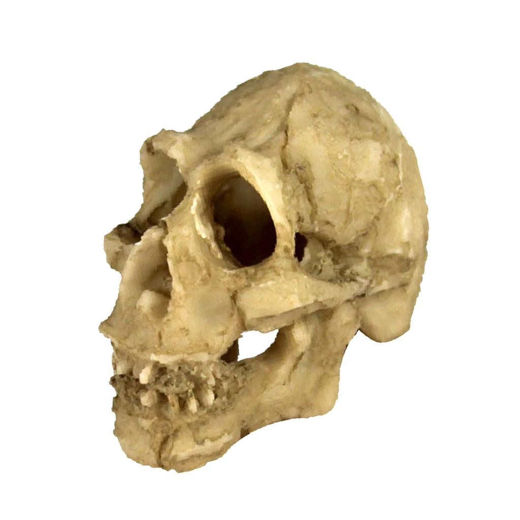Reptile Vivarium Decoration Head Bone Skull Statue Terrarium Aquarium Fish Tank Landscaping Decor Ornament Cave Skull Head