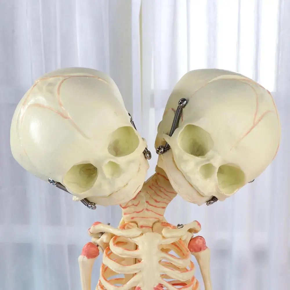 37 см человеческий двойной головкой детский Череп Скелет Анатомия мозга дисплей обучения анатомической модели