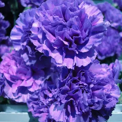 18 500 шт Dianthus caryophyllus 'Giant Chabaud Mixed' дикая Гвоздика домашний сад - Цвет: 18