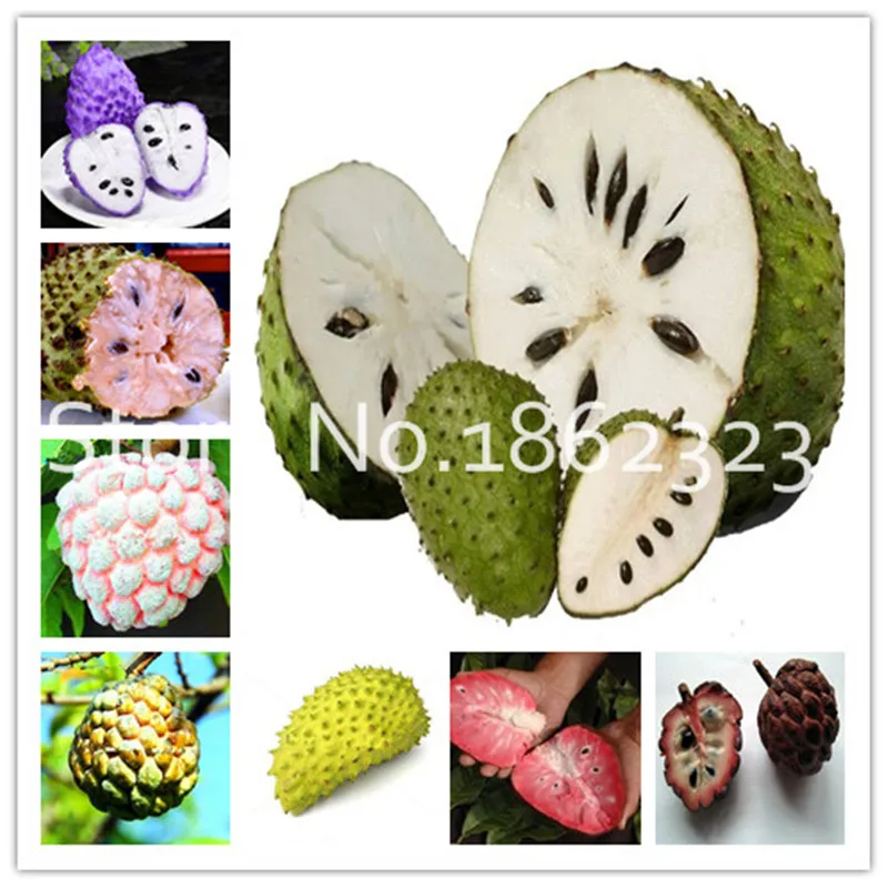 

20 Pcs Soursop Bonsai Fruit, Graviola Annona Muricata Sweetsop Delicious Fruit Bonsai Sugar Apple Annona Tree Plant In Bonsai