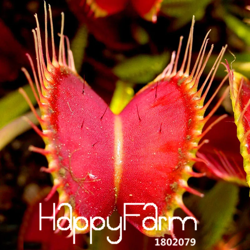 Новинка! 3 вида Flytrap Флорес бонсай в горшках Dionaea muscipola растение плантас Терраса Сад плотоядное растение Плант 100 штук