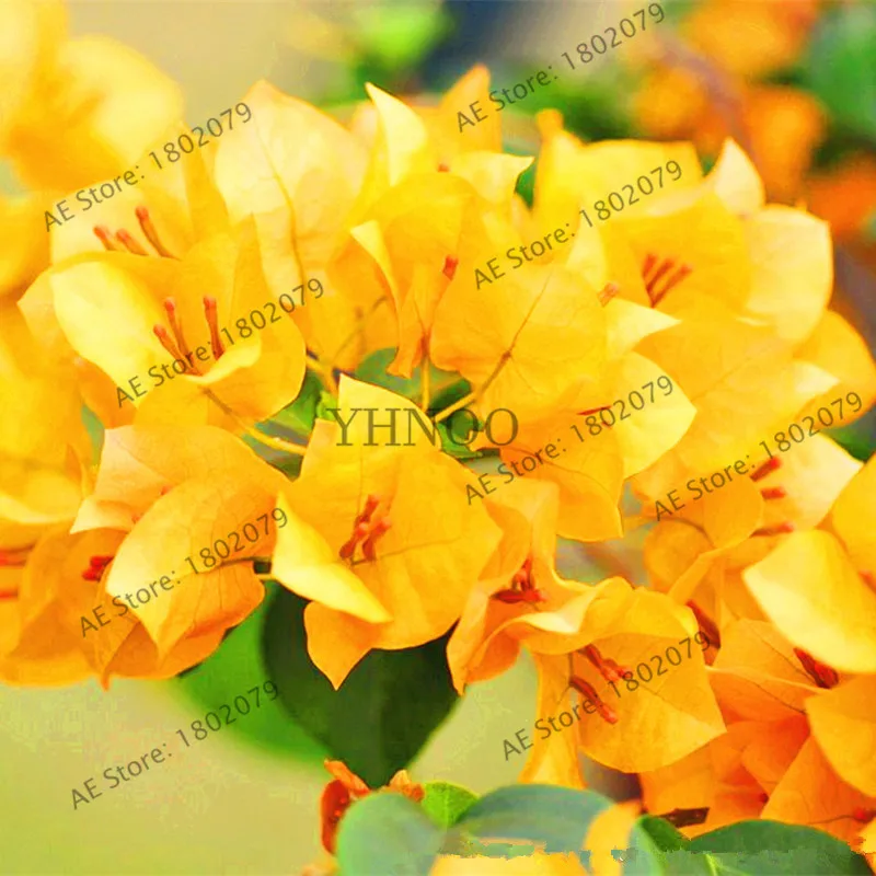 103pcs Bougainvillea Spectabilis Willd Bonsai Plant Garden Bougainvillea Plants Flower Plantas