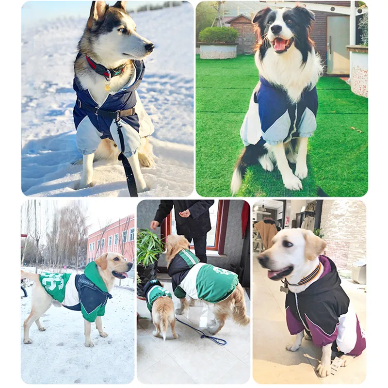 Dallas Cowboys Dog Jacket Shop Online 