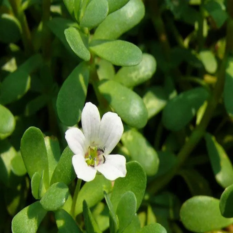 Супер еда Bacopa Monnieri экстракт порошок фестивальный Топ блеск для лица дополнение таблетки повышение памяти фокус тревожность и депрессия