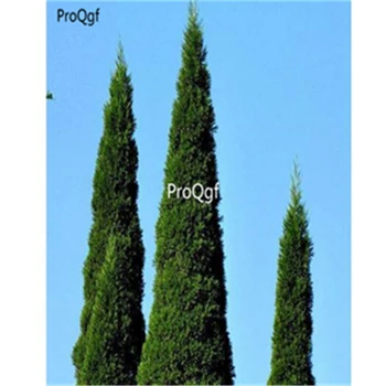 

Ngryise 1000pcs a set