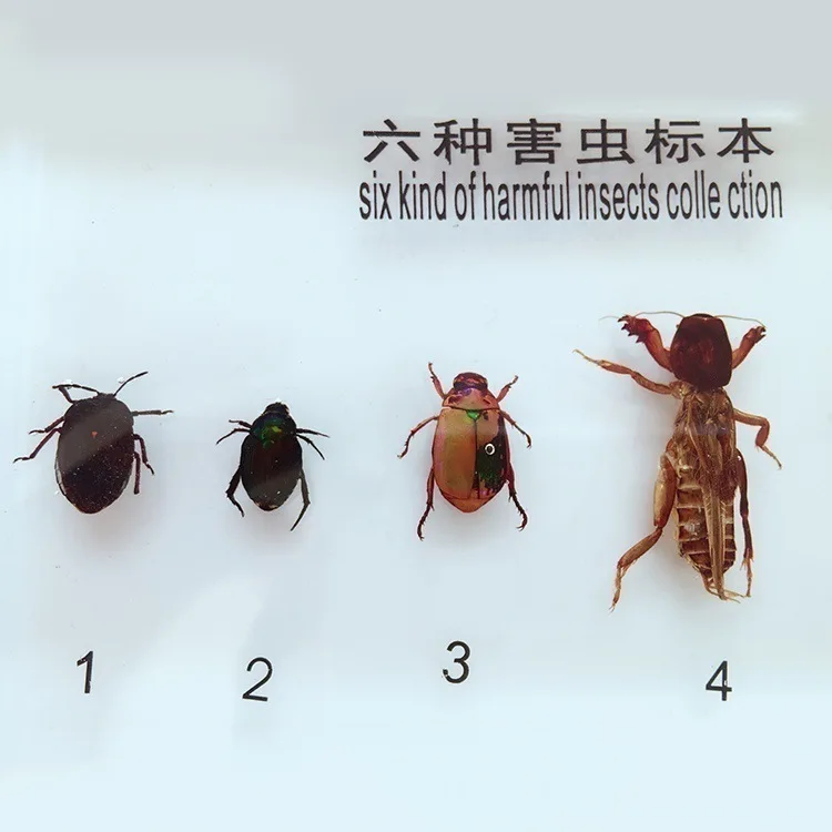 Шесть видов вредителей встроенных образцов вредных насекомых форма образца