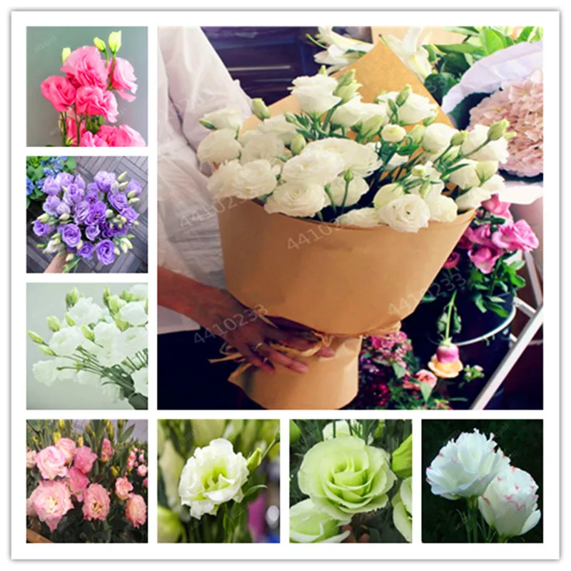 

Sale！Eustoma Grandiflorum Bonsai planta 200 pcs Lisianthus Flower flores Perennial office desktop Ornamental Plant Easy to Grow