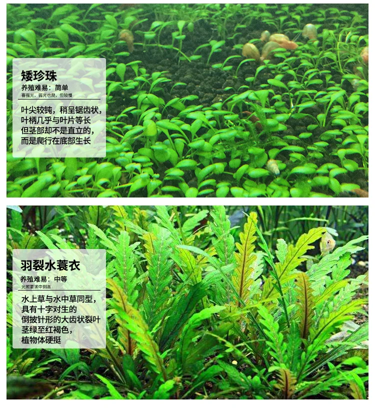 living water grass aquarium landscape aquatic plants
