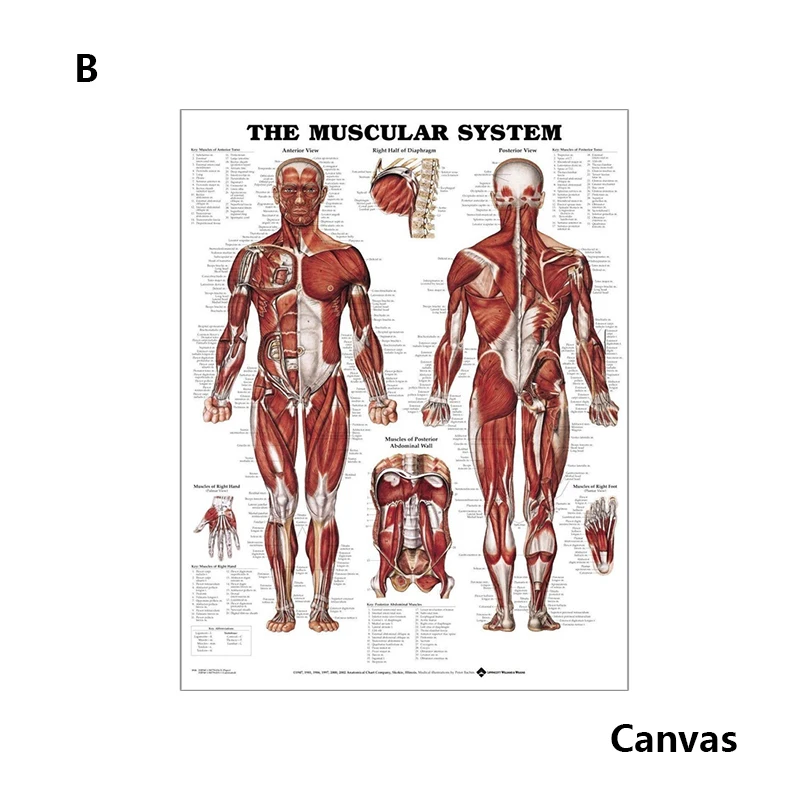 Забавная человеческая Анатомия Мышечная система медицинские Обучающие фигурки мышцы бицепс плакат наклейки на стену вечерние Whimsy полезный фон - Цвет: B