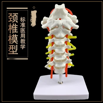 

Human Cervical Vertebra Carotid Artery Flexible Spine Model Model Classroom Supplies Medical Supplies