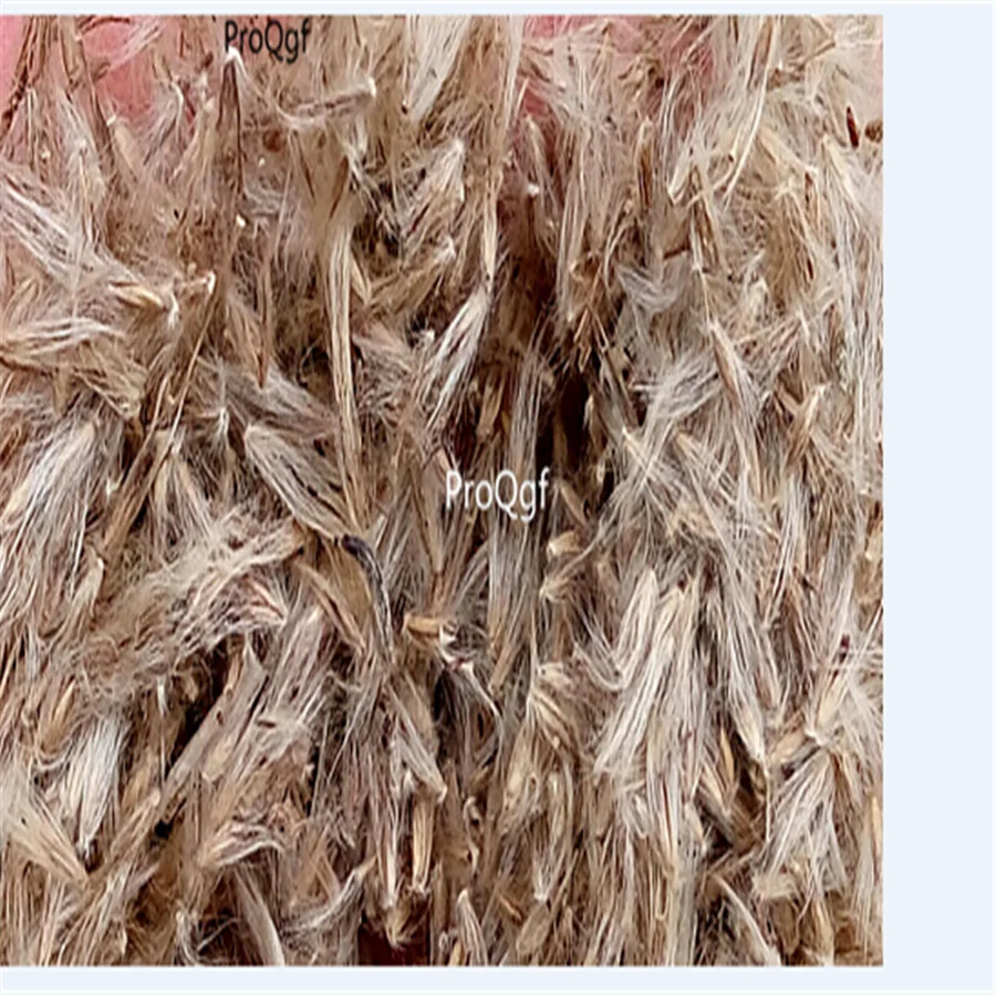 Ngryise 8000 шт набор Miscanthus sinensis