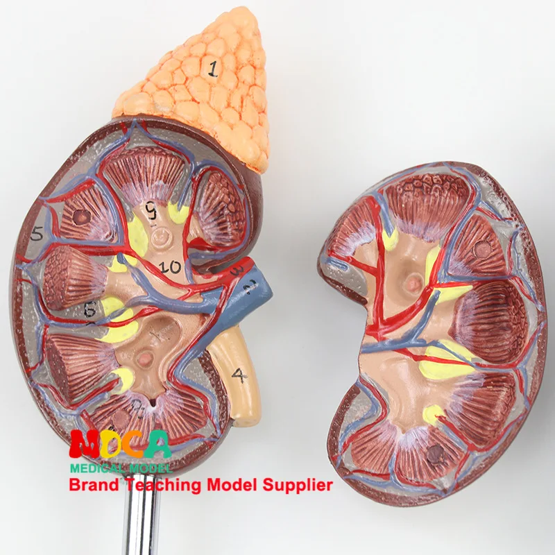 Human Urinary Section Natural Large Kidney Model Urinary System Renal Structure Medicine Teaching Msz002