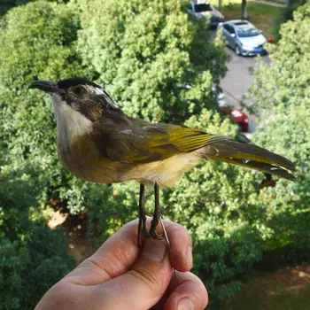 

Taxidermy stuffing Eurasian Chinese Bulbul specimen Teaching / Decoration